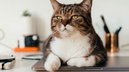 Illustration : Inflation et pouvoir d'achat : comment faire face aux d&eacute;penses v&eacute;t&eacute;rinaires impr&eacute;vues pour son chat ?