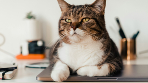 Illustration : Inflation et pouvoir d'achat : comment faire face aux d&eacute;penses v&eacute;t&eacute;rinaires impr&eacute;vues pour son chat ?