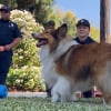 Illustration : Ce chien rescap&eacute; d&rsquo;un incendie joue &agrave; la balle avec les pompiers qui l&rsquo;ont sauv&eacute; 5 jours plus t&ocirc;t