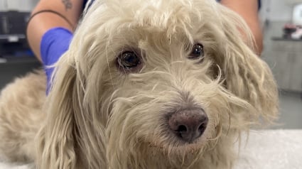 Illustration : Son chien disparu depuis pr&egrave;s de 3 ans est retrouv&eacute;, elle r&eacute;veille ses enfants pour leur annoncer la nouvelle