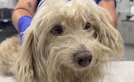 Son chien disparu depuis près de 3 ans est retrouvé, elle réveille ses enfants pour leur annoncer la nouvelle