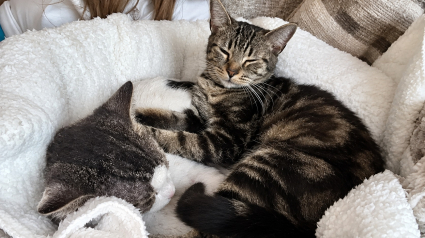 Illustration : 2 chats abandonn&eacute;s dans un panier &agrave; linge scell&eacute; sont soign&eacute;s par un refuge, puis adopt&eacute;s ensemble