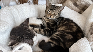 Illustration : 2 chats abandonnés dans un panier à linge scellé sont soignés par un refuge, puis adoptés ensemble