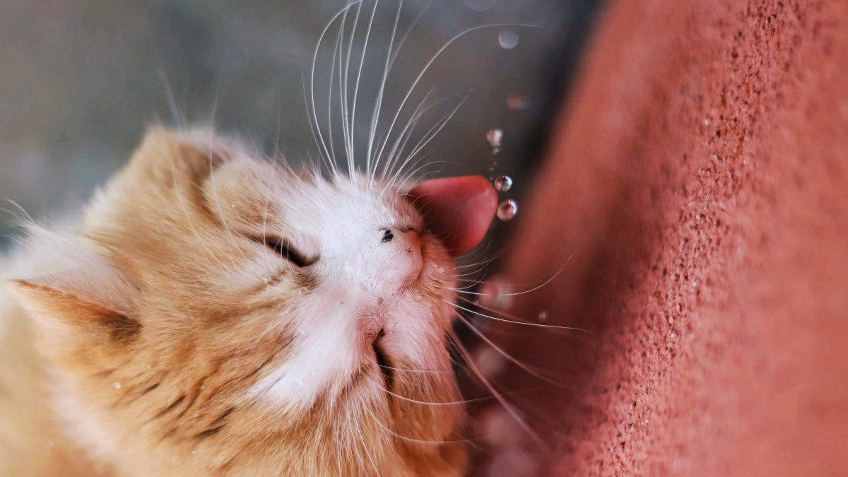Illustration : "Pourquoi votre chat préfère-t-il boire l'eau de la douche ?"