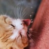 Illustration : Pourquoi votre chat pr&eacute;f&egrave;re-t-il boire l'eau de la douche ?