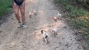 Illustration : Une femme repère 2 chiots à la lisière des bois, puis découvre une portée de 10 petits à secourir