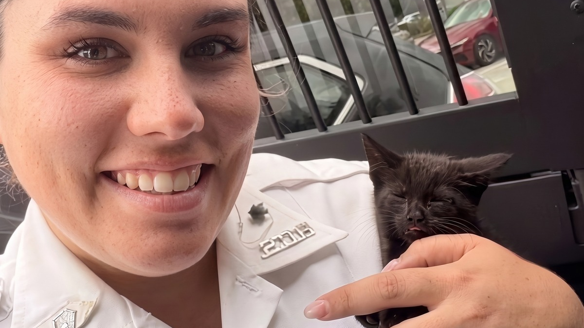 Illustration : "Un chaton de 5 semaines en danger sur l’autoroute est sauvé puis adopté par la même policière"