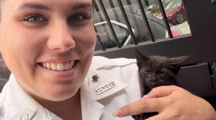 Illustration : Un chaton de 5 semaines en danger sur l&rsquo;autoroute est sauv&eacute; puis adopt&eacute; par la m&ecirc;me polici&egrave;re