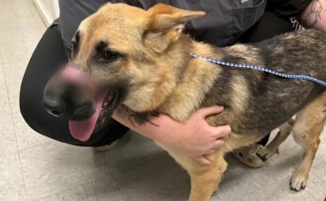 Une chienne abandonnée avec du ruban adhésif autour du museau est secourue par les employés d’un magasin