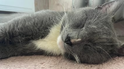 Illustration : Ce chat gris cherchait la bagarre, mais s&rsquo;endort peu apr&egrave;s son arriv&eacute;e chez la femme qui l&rsquo;a recueilli