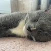 Illustration : Ce chat gris cherchait la bagarre, mais s&rsquo;endort peu apr&egrave;s son arriv&eacute;e chez la femme qui l&rsquo;a recueilli