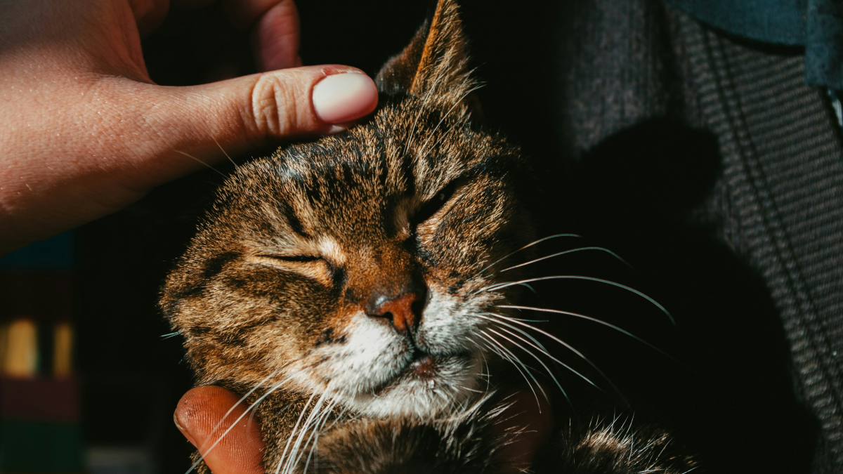 Illustration : "Votre chat bave sous les caresses : ce n’est pas toujours un problème dentaire, mais certains signes doivent alerter"