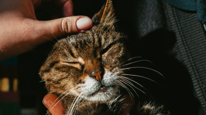 Illustration : Votre chat bave sous les caresses : ce n&rsquo;est pas toujours un probl&egrave;me dentaire, mais certains signes doivent alerter