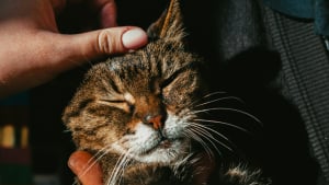 Illustration : "Votre chat bave sous les caresses : ce n’est pas toujours un problème dentaire, mais certains signes doivent alerter"