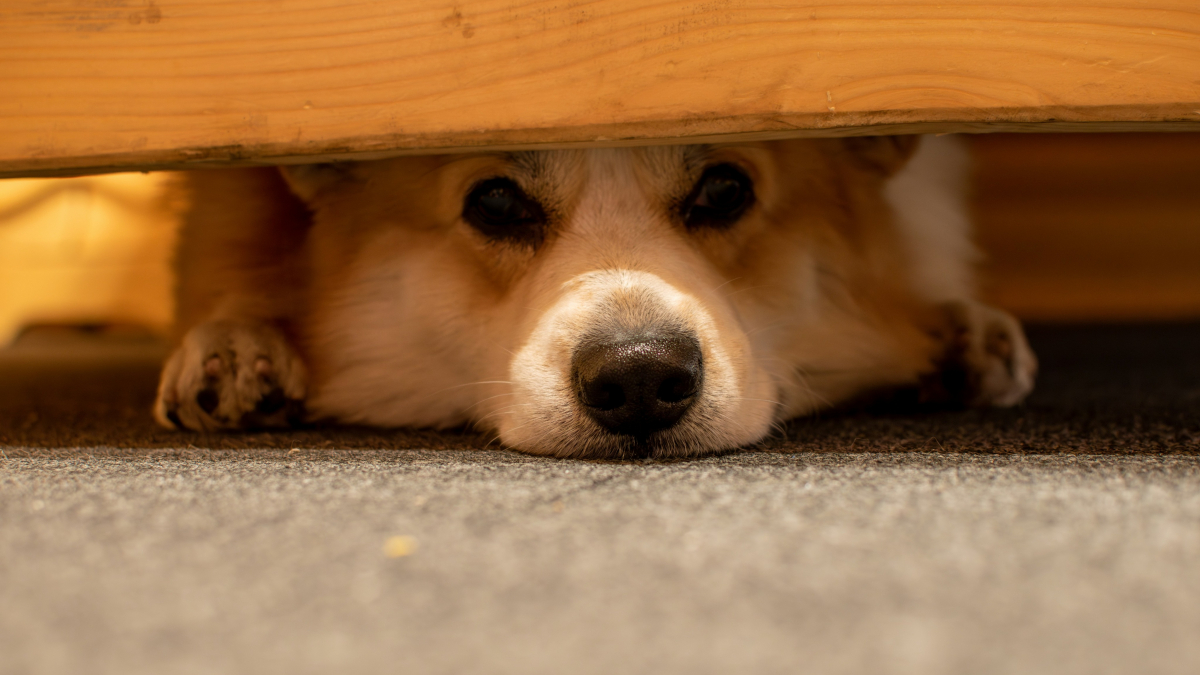 Illustration : "Pourquoi votre chien se cache-t-il sous un meuble bien avant l'orage ?"