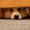 Illustration : Pourquoi votre chien se cache-t-il sous un meuble bien avant l'orage ?