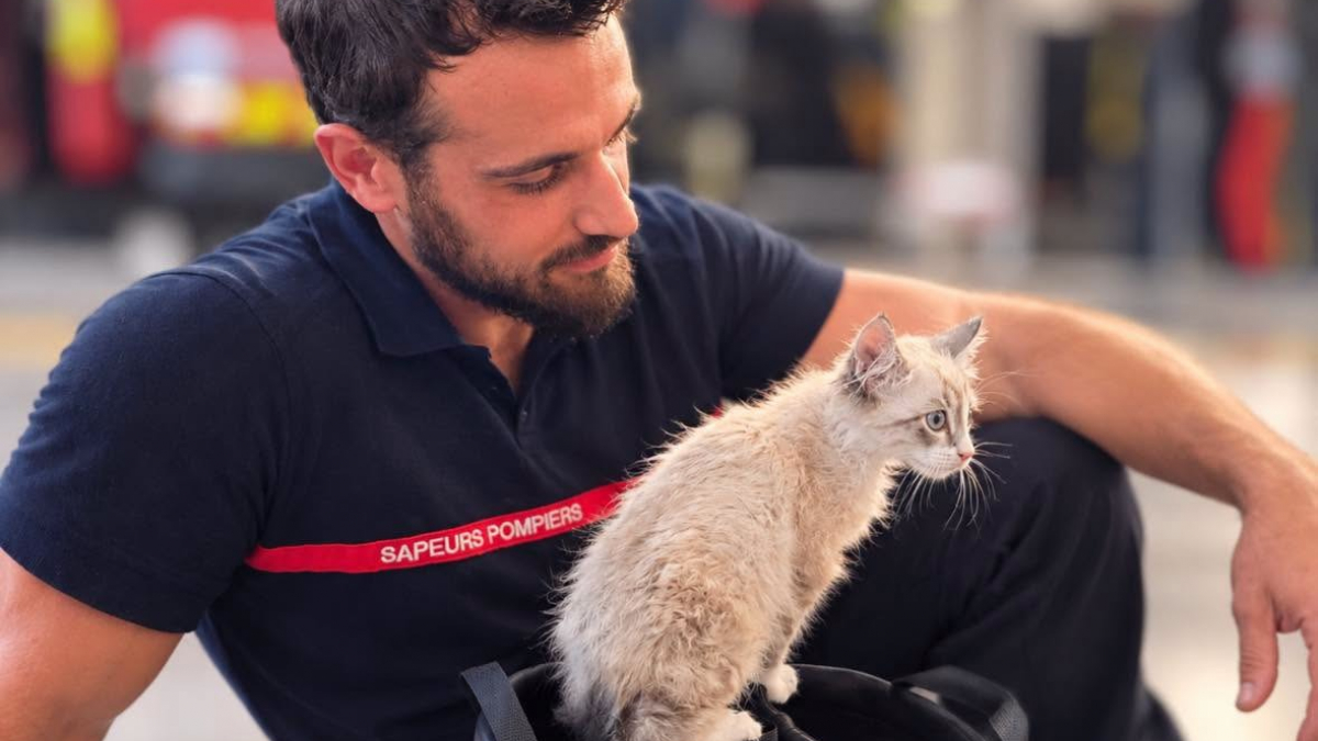 Illustration : "Saumos, le chaton abandonné dans une poubelle, rejoint la caserne des pompiers qui l’ont sauvé"