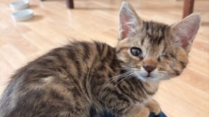 Illustration : 6 chats handicap&eacute;s &agrave; adopter qui attendent une famille attentive &agrave; leurs besoins particuliers