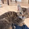 Illustration : 6 chats handicap&eacute;s &agrave; adopter qui attendent une famille attentive &agrave; leurs besoins particuliers