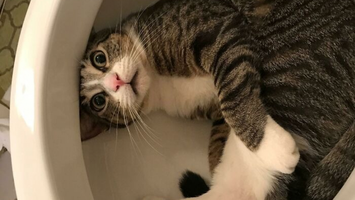 Illustration : "Ces chats et chiens se retrouvent dans des situations insolites, du canapé au trou dans le mur, en 16 photos"