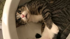 Illustration : Ces chats et chiens se retrouvent dans des situations insolites, du canap&eacute; au trou dans le mur, en 16 photos
