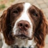 Illustration : Les moustaches du chien en 11 points pour comprendre leur r&ocirc;le sensoriel et les pr&eacute;cautions &agrave; prendre