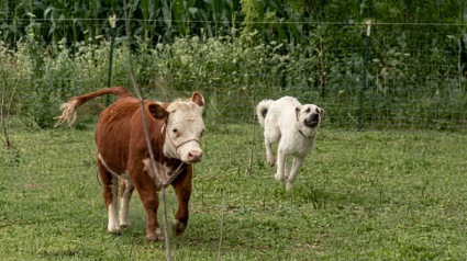 Illustration : Cette chienne de ferme joue avec une vache et leurs &eacute;changes m&ecirc;lent coups de t&ecirc;te et frottements (vid&eacute;o)