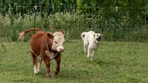 Illustration : Cette chienne de ferme joue avec une vache et leurs échanges mêlent coups de tête et frottements (vidéo)