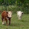 Illustration : Cette chienne de ferme joue avec une vache et leurs &eacute;changes m&ecirc;lent coups de t&ecirc;te et frottements (vid&eacute;o)