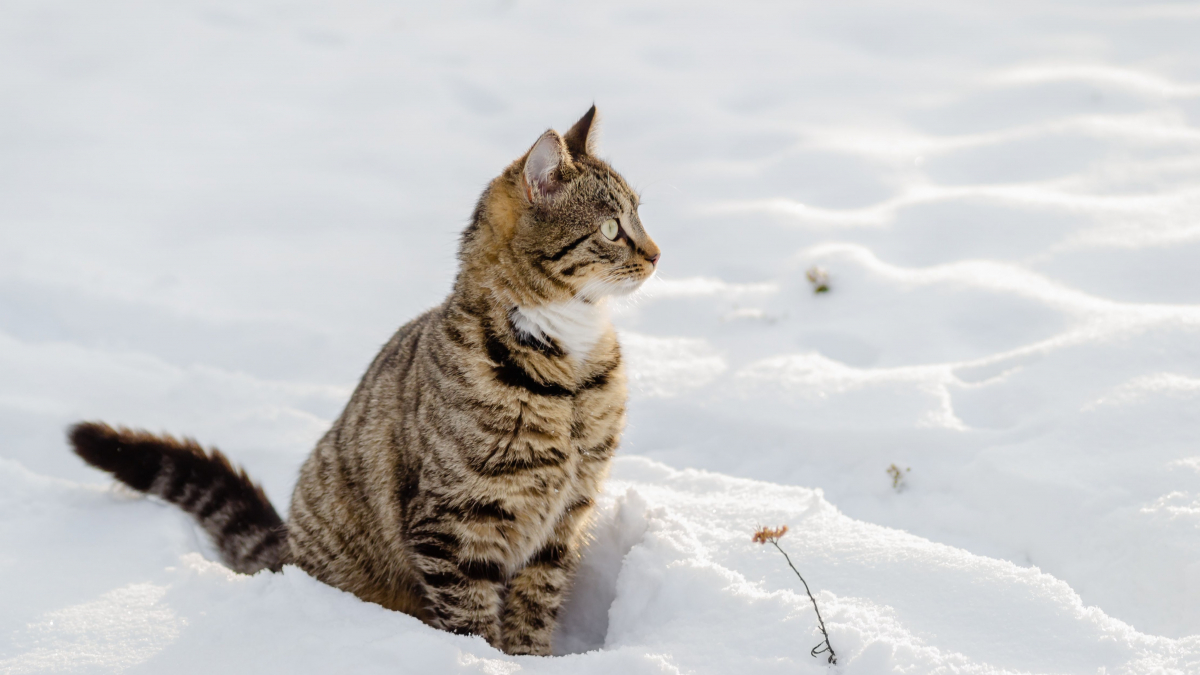 Illustration : "Les chats ne ressentent pas le froid en hiver grâce à leur pelage dense : vrai ou faux ?"