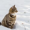 Illustration : Les chats ne ressentent pas le froid en hiver gr&acirc;ce &agrave; leur pelage dense : vrai ou faux ?