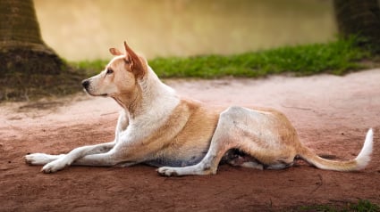 Illustration : Pourquoi votre chien croise-t-il &eacute;l&eacute;gamment les pattes avant quand il se couche ?
