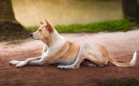 Pourquoi votre chien croise-t-il élégamment les pattes avant quand il se couche ?