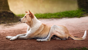 Illustration : "Pourquoi votre chien croise-t-il élégamment les pattes avant quand il se couche ?"