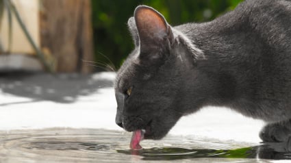 Illustration : Pourquoi le chat ne s&rsquo;&eacute;clabousse jamais en buvant ? La physique nous l&rsquo;explique