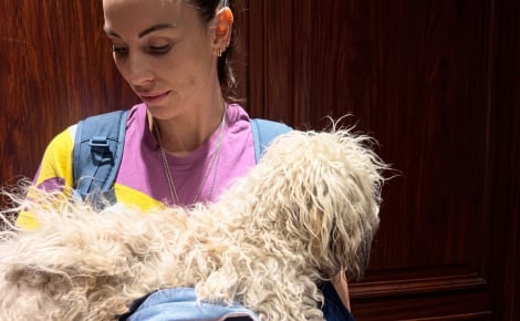 Un chien errant et affamé est recueilli par une humoriste en tournée, qui lui trouve une famille