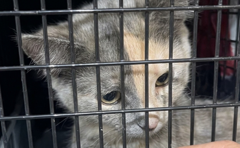 Cette chatte errante devait être relâchée après sa stérilisation, mais une bénévole lui trouve une famille d’accueil