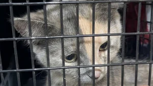 Illustration : Cette chatte errante devait &ecirc;tre rel&acirc;ch&eacute;e apr&egrave;s sa st&eacute;rilisation, mais une b&eacute;n&eacute;vole lui trouve une famille d&rsquo;accueil