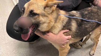 Illustration : Cette chienne sauv&eacute;e le museau attach&eacute; avec du ruban adh&eacute;sif devrait se remettre compl&egrave;tement de ses blessures