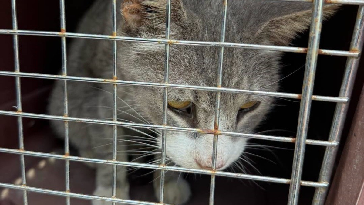 Illustration : "Un chat blessé par balles disparaît après ses soins, puis retrouve sa famille près de 7 mois plus tard"