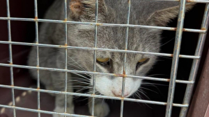 Illustration : Un chat blessé par balles disparaît après ses soins, puis retrouve sa famille près de 7 mois plus tard