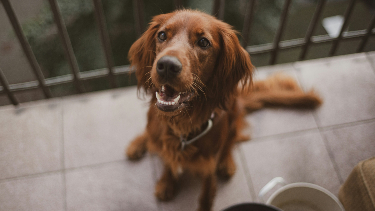 Illustration : "Vrai ou faux ? Donner un bout d'avocat à son chien est bon pour son pelage"