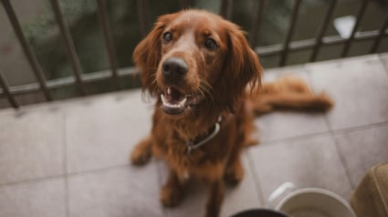 Illustration : Vrai ou faux ? Donner un bout d'avocat &agrave; son chien est bon pour son pelage