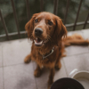 Illustration : Vrai ou faux ? Donner un bout d'avocat &agrave; son chien est bon pour son pelage