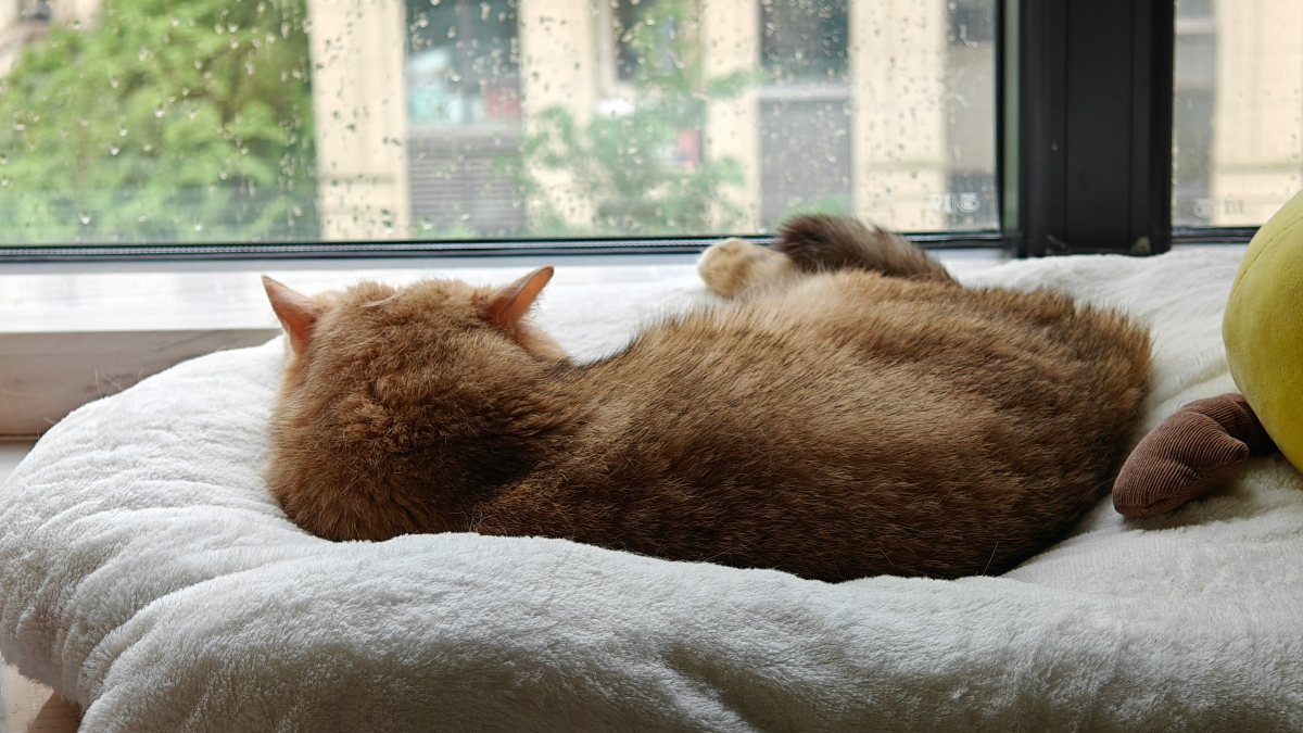 Illustration : "Votre chat vous tourne le dos ? Les signes à observer pour comprendre ce que cette posture peut signifier"