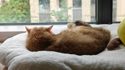 Illustration : Votre chat vous tourne le dos ? Les signes &agrave; observer pour comprendre ce que cette posture peut signifier