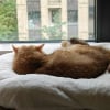 Illustration : Votre chat vous tourne le dos ? Les signes &agrave; observer pour comprendre ce que cette posture peut signifier