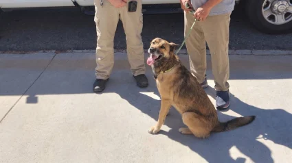 Illustration : Un agent animalier reconna&icirc;t une chienne disparue depuis 9 mois gr&acirc;ce &agrave; un ancien avis de recherche
