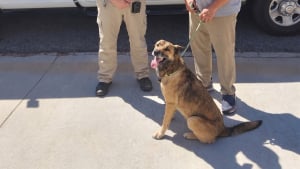 Illustration : Un agent animalier reconnaît une chienne disparue depuis 9 mois grâce à un ancien avis de recherche