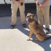 Illustration : Un agent animalier reconna&icirc;t une chienne disparue depuis 9 mois gr&acirc;ce &agrave; un ancien avis de recherche